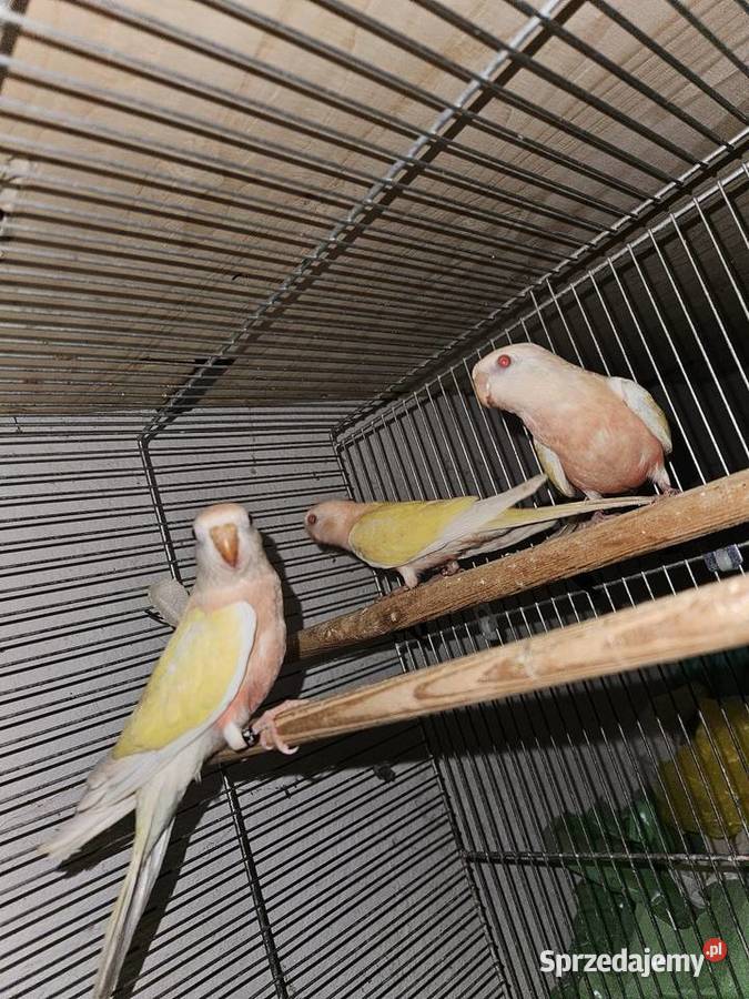 Lilianka Lutino sprzedam