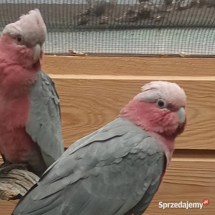 Sprzedam pare kakadu różowych mazowieckie Radom sprzedam