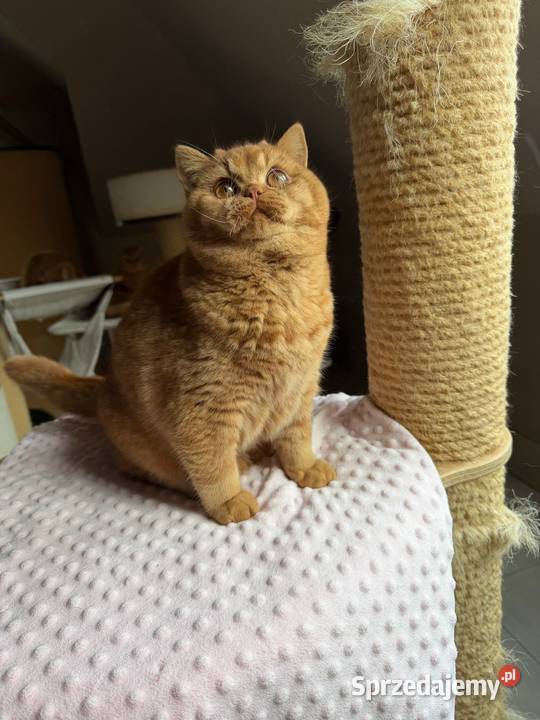 Piękny rudy kocurek z legalnej hodowli Perła Dąbrowa Górnicza