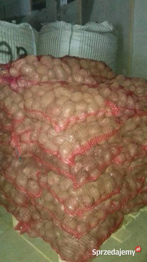 Ziemniaki sadzeniaki vega okazja Biała Podlaska