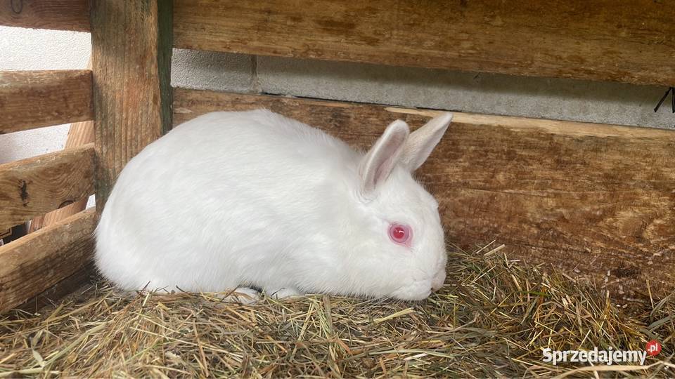 Sprzedam króliki miniaturki Janowiec