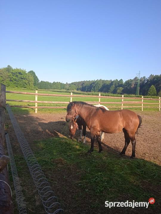 Ogierki huculskie lubelskie Janów Lubelski sprzedam