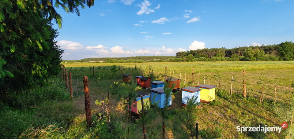 Miód Pszczeli prosto z własnej pasieki Różne Wisznice sprzedam