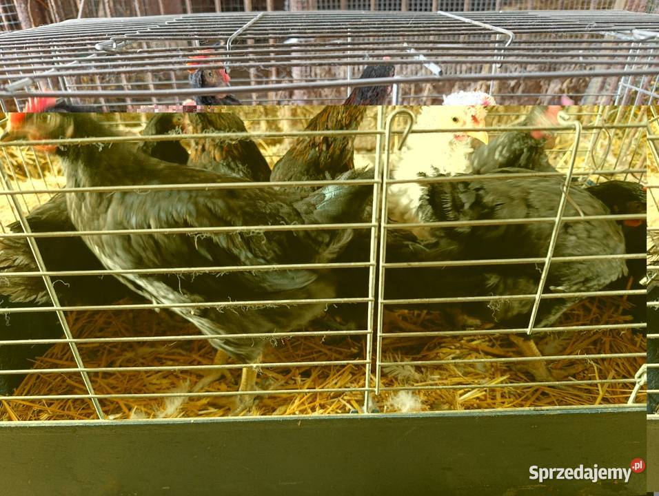 Koguty kujawsko-pomorskie Więcbork