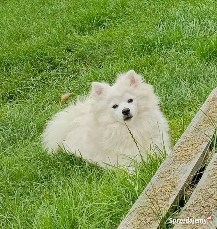 Szpic średni biały suczka rodowód ZKwP Namysłów