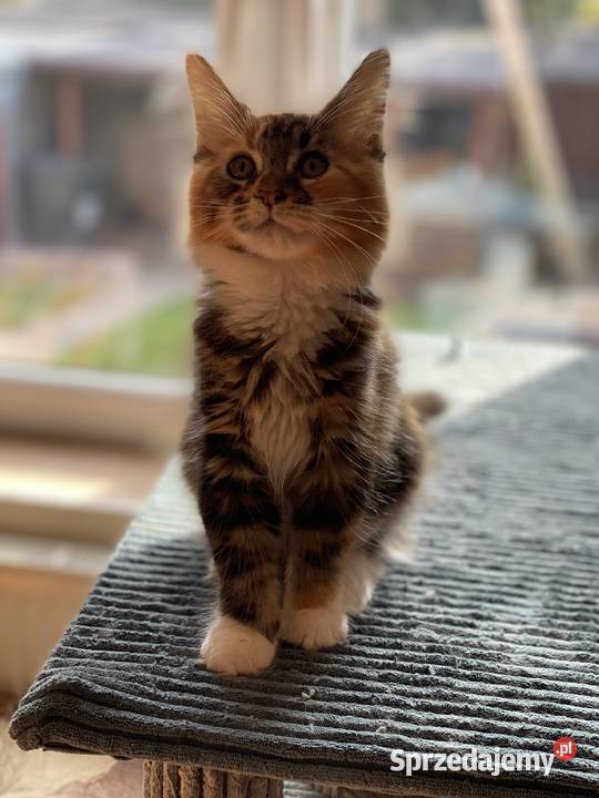 Kotki maine coon szylkretki Góra Kalwaria sprzedam