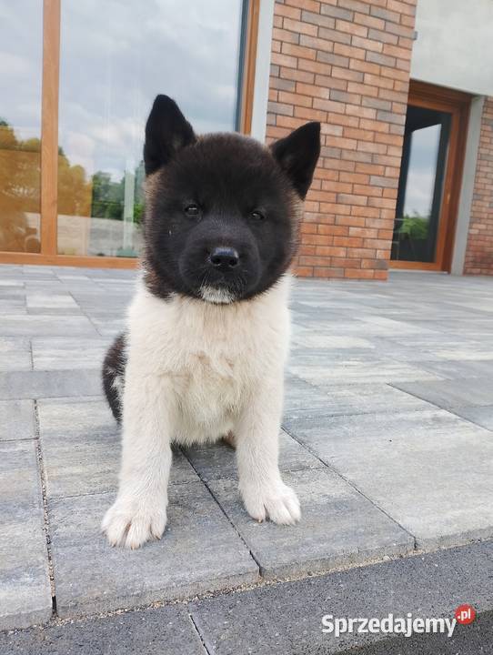 Szczeniaki Akita Amerykańska Śmigiel sprzedam