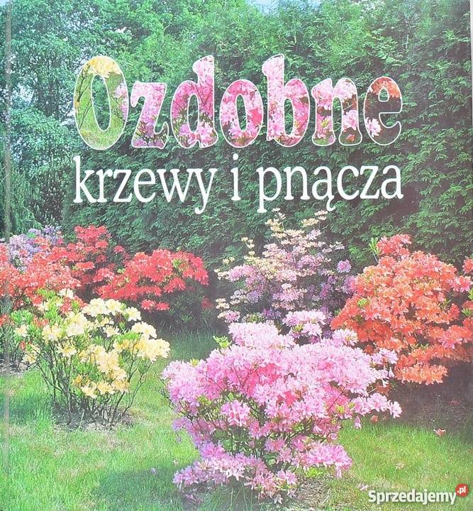 OZDOBNE KRZEWY I PNĄCZA CHOJNOWSKA Jelenia Góra