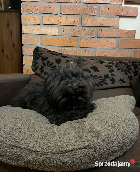 Hawana sunia rasy Rosyjska Bolonka Kolorowa Radliniec