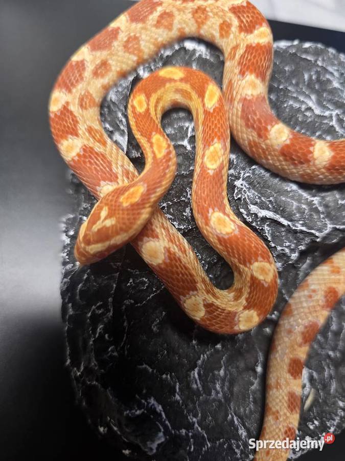 Wąż zbożowy samica Miękinia