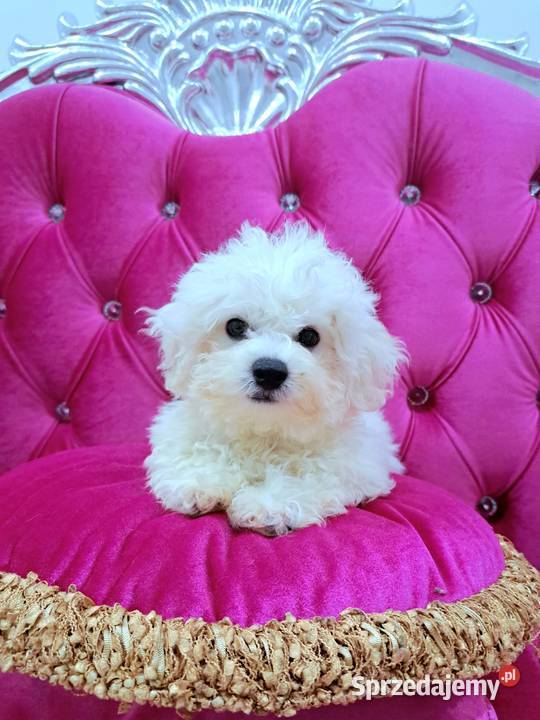 hodowla bichon frise oferuje szczenięta z Pozostałe Chojnice