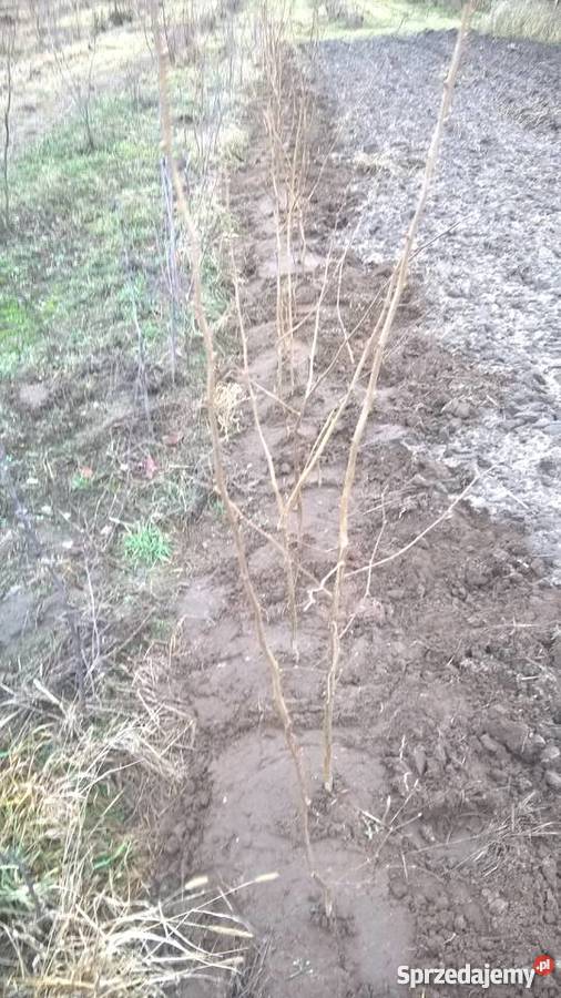 Leszczyna kataloński Lubartów