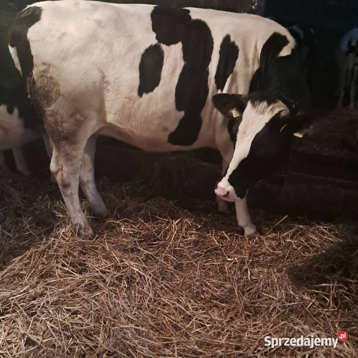 Sprzedam jałówki cielne Pępowo