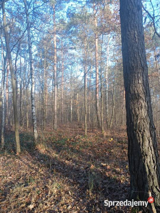 sprzedam las ponad 9 hektara podkarpackie Załuże