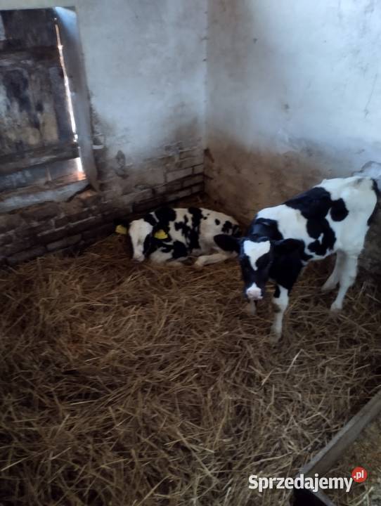 Sprzedam cielaki lubelskie Parczew sprzedam