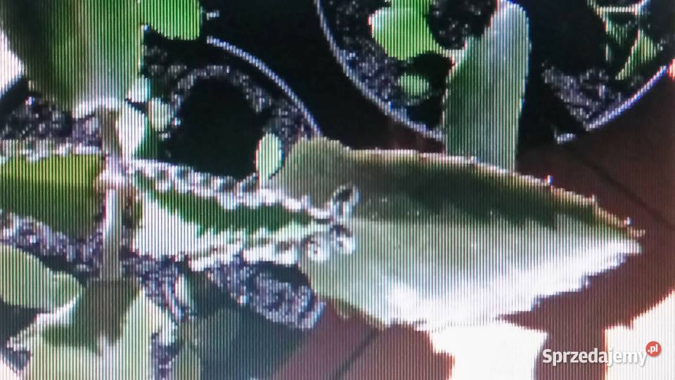 Aloes leczniczy Warszawa