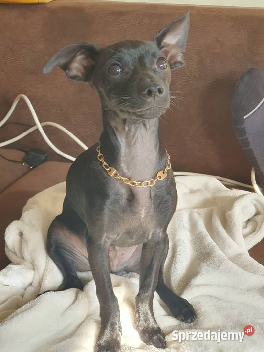 Pinczer Mini Psy Gdańsk