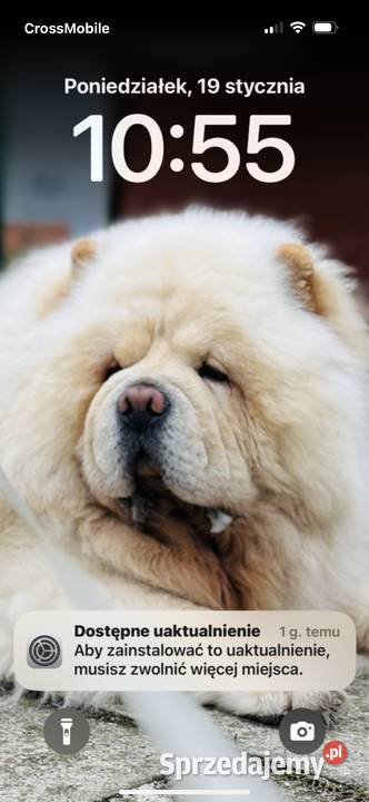 CHOW CHOW szczenięta kremowe Łódź sprzedam