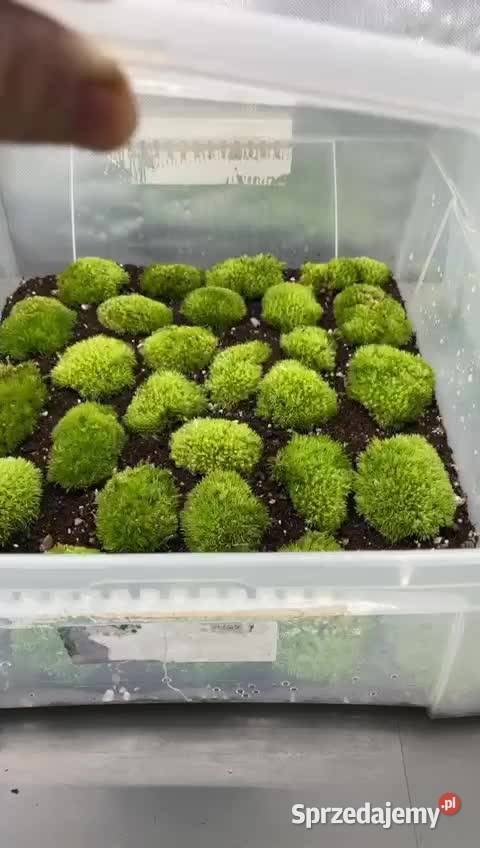 Mech kulki zielone żywemaleńkie Mech dekoracyjny mazowieckie Warszawa sprzedam
