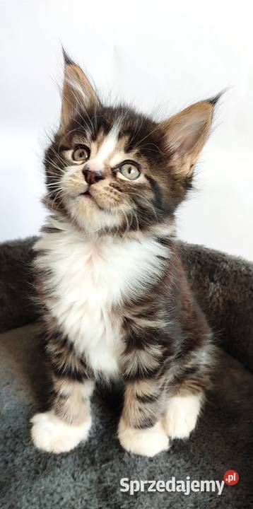 Maine coon Kotka czarna klasycznie pręgowana z śląskie Żywiec sprzedam