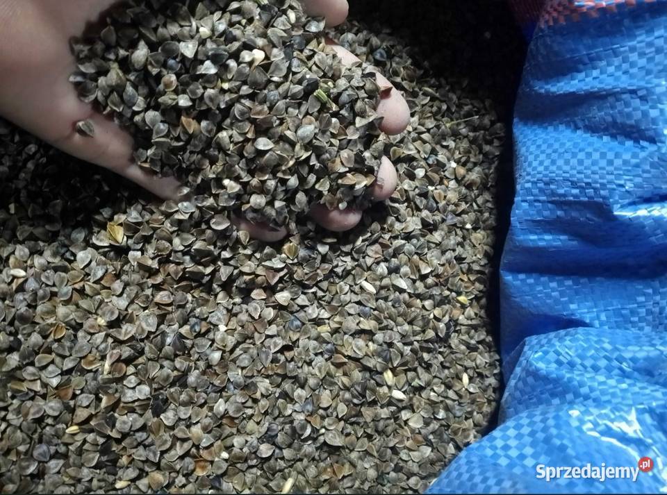 Sprzedam Gryka Tatarka i Łubin Gorzki świętokrzyskie Jagodne