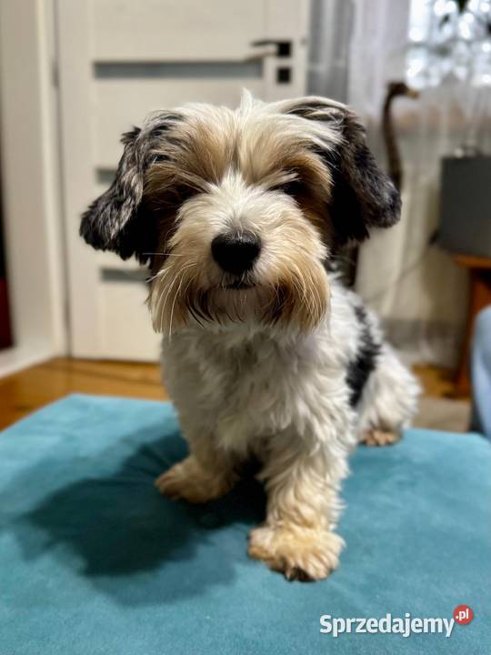 York terrier biewer Sieradz