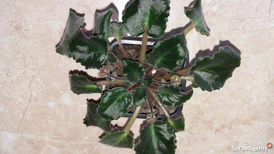 Fiołek afrykański Robs Antique Rose duży z Lublin