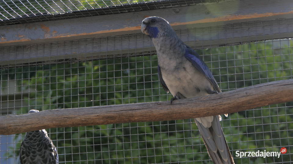 Rozella Królewska Niebieska