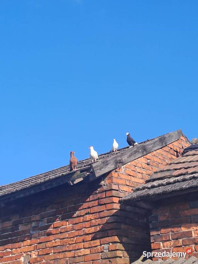 sprzedam gołębie Wawrzeńczyce sprzedam