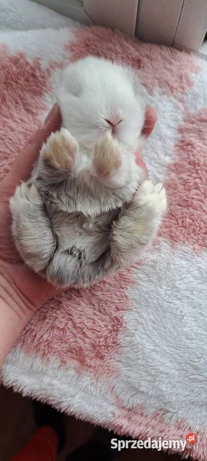 Króliczki mini lop Miejska Górka