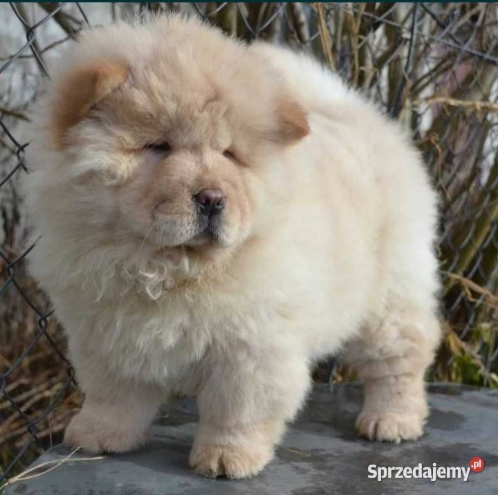 CHOW CHOW CZAU CZAU SZCZENIĘTA ŚLICZNE Bielawy