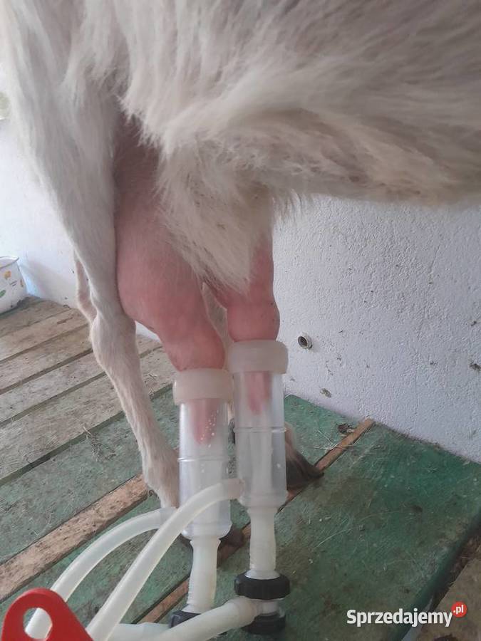 Sprzedam kozy Lechów