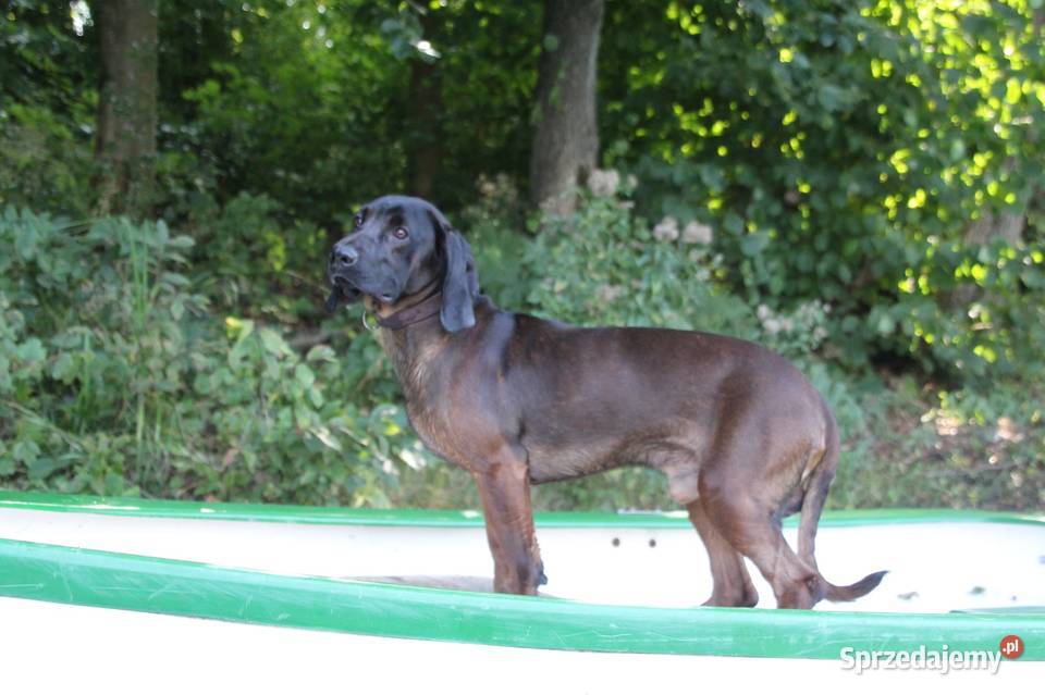 Posokowiec bawarski pomorskie