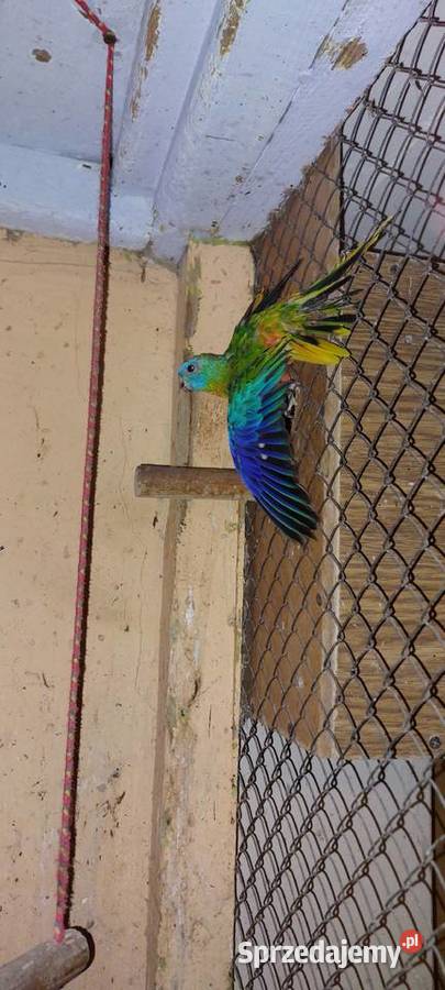 Świergot świergotka samiec Ptaki Zwierzęta Łużna