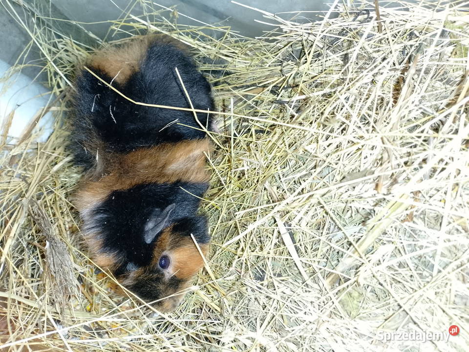 swinka morska Siepraw