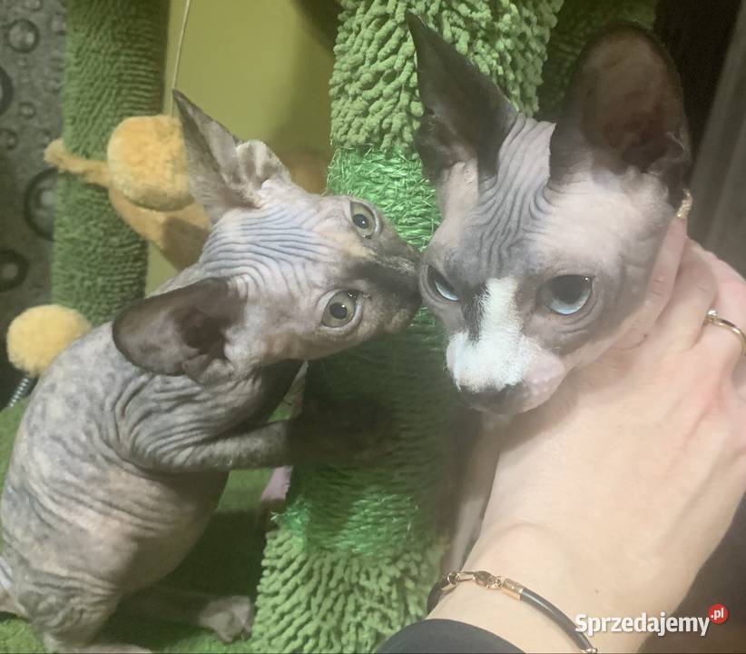 Sfinks Kanadyjski Koteczka do odbioru Rodowód Leszno