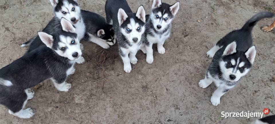 Husky szczenięta z rodowodem sprzedam Smardzewice sprzedam