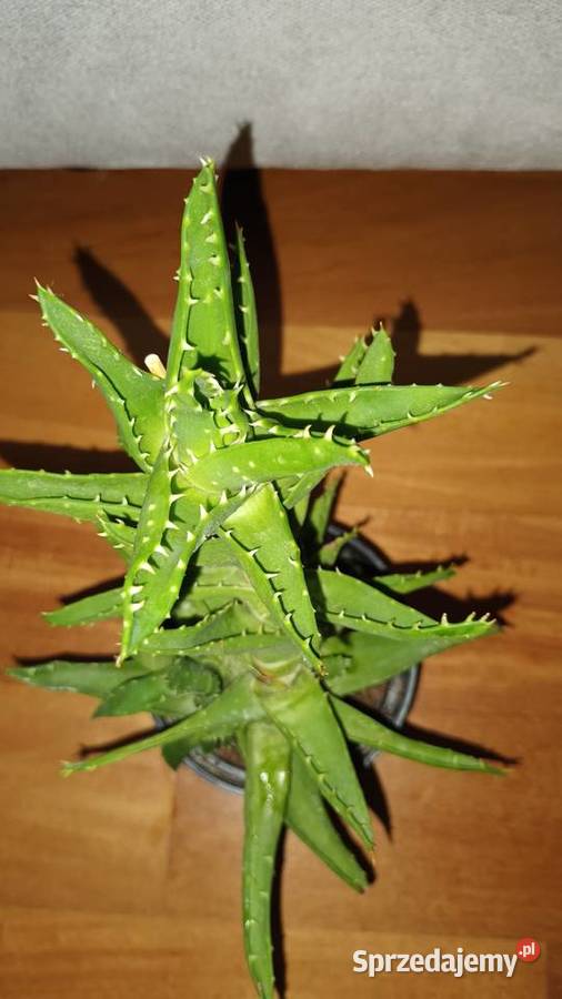 Aloes zielony 3 wysokość 25 Warszawa