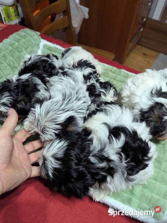 York terrier biewer Sieradz