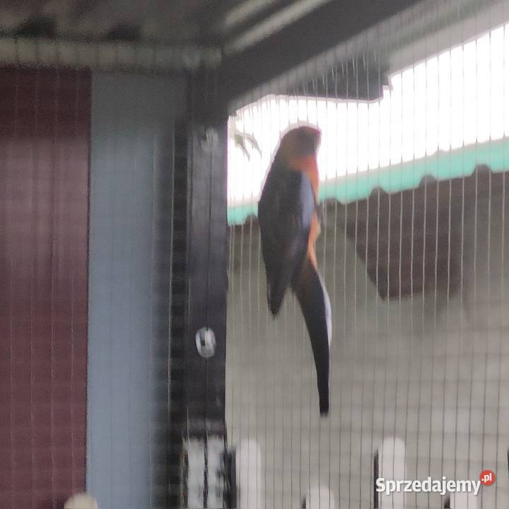 Papuga rozella Ptaki Osieczna sprzedam