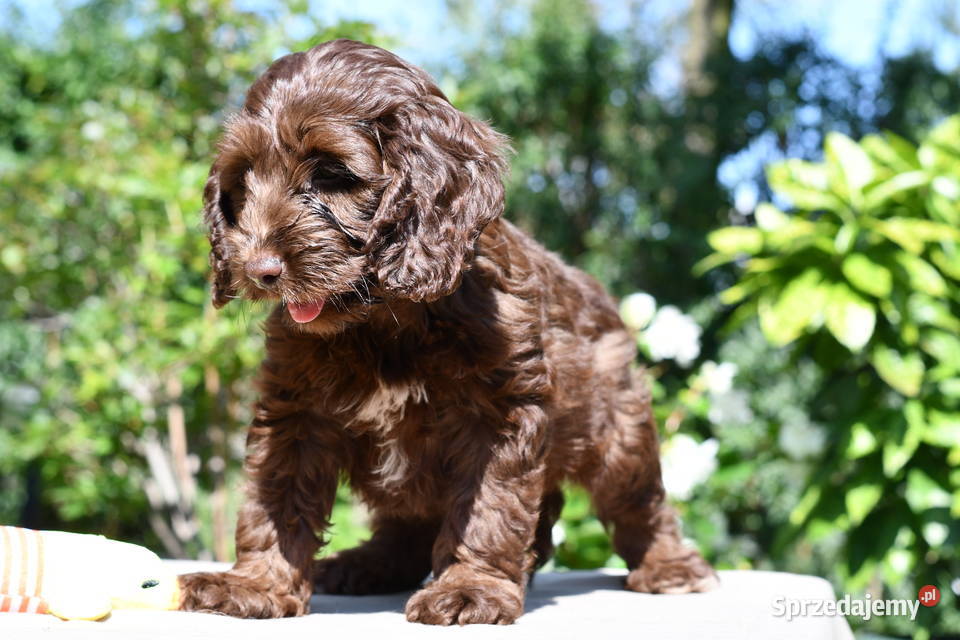 Cockapoo pudel spaniel hybryda czekoladowe