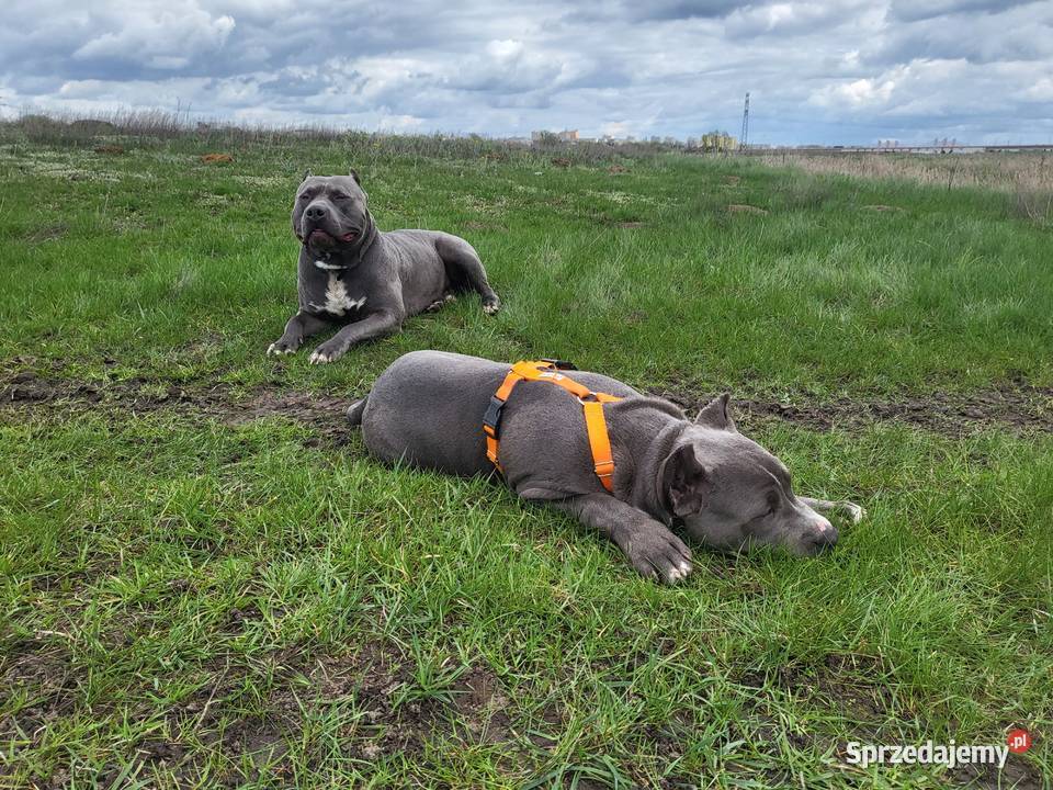 Szczeniaki American Bully XXL szukają domu Konin