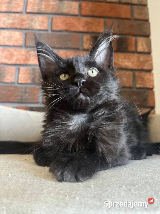 Kotka Maine Coon Lukrecja Szembruk sprzedam