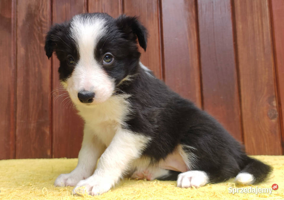 Szczeniak BORDER COLLIE z Hodowli Rasowa suczka Iwonicz sprzedam