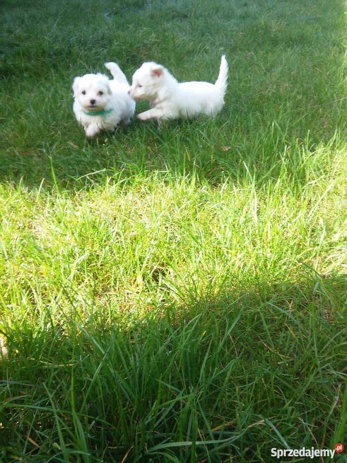 maltańczyki Poznań sprzedam