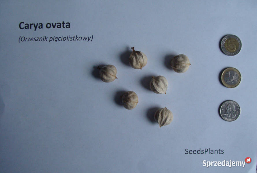 ORZESZNIK PIĘCIOLISTKOWY Carya ovata NASIONA 40 Lubanie