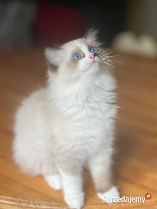 Młodziutka kotka hodowlana Ragdoll Częstochowa
