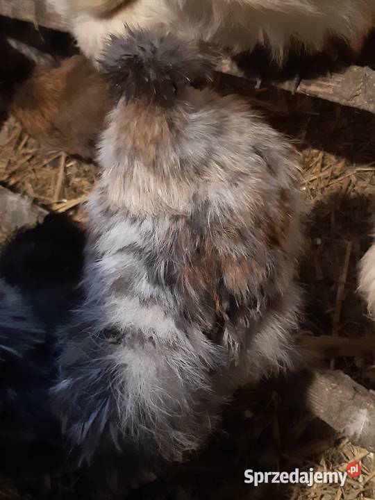 Silka silki koguty Drób i ptactwo Poddębice