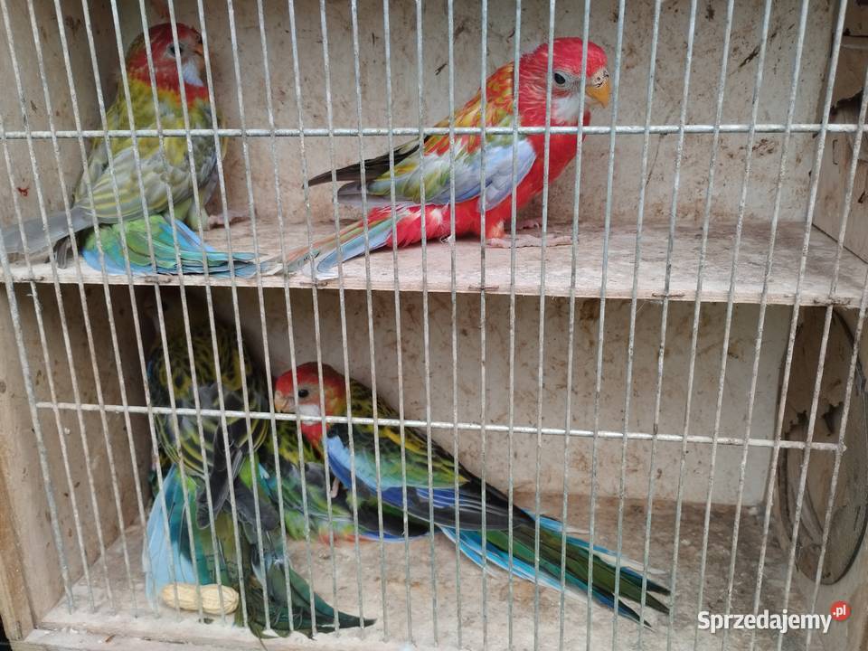 Papugi aleksandretty obrożne rozelle nimfy Mircze