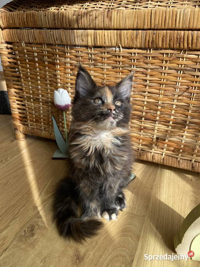Przekochane koteczki Artemida i Attis Maine Coon Przyjaźń
